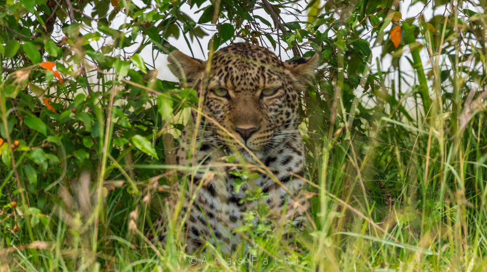 3 Day Mara fly-in fly-out short and sweet Safari