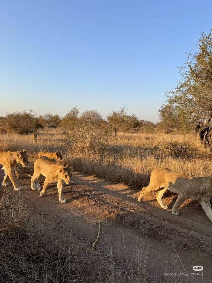 4-Day Nakuru/Maasai Mid Range Safari